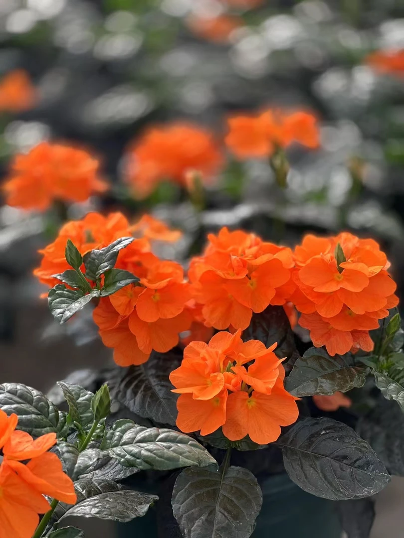 鸟尾花盆栽带花苞花期长四季开花不断多年生植物耐寒耐晒好养花卉