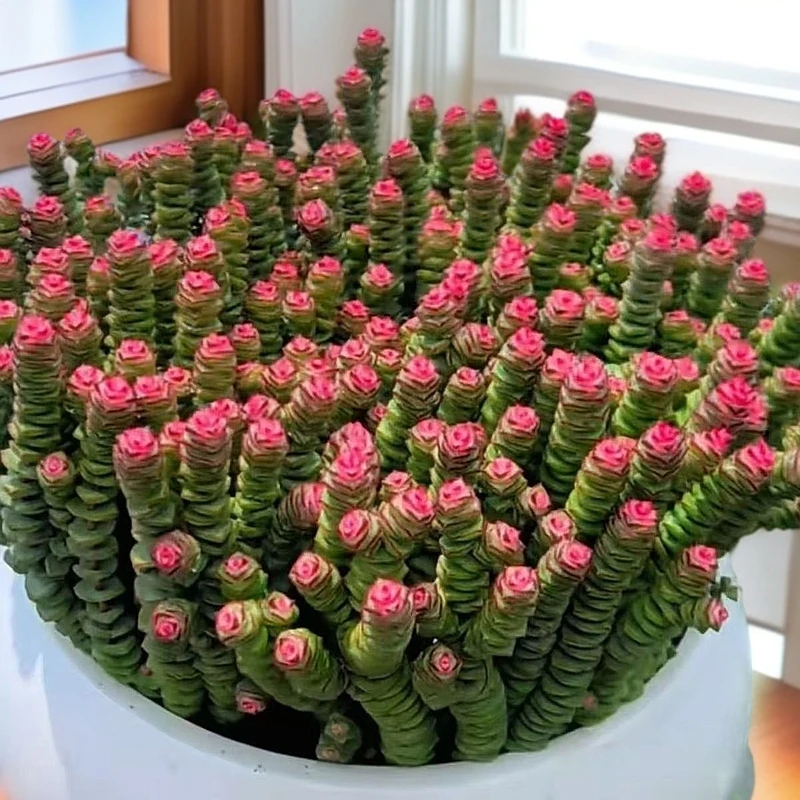 【超大钱多多80个头】新手必备好养居家必备家庭室内花卉盆栽