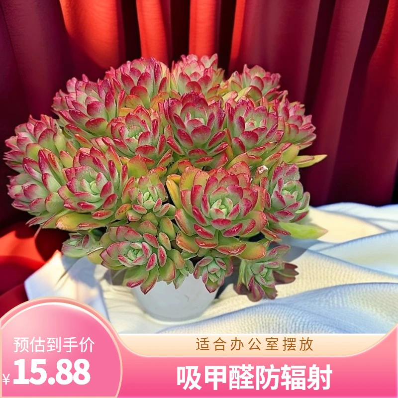 手捧沙漠红玫瑰 净化空气 新手必备盆栽多肉植物带盆