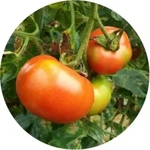 湖北松滋本地农家红西红柿