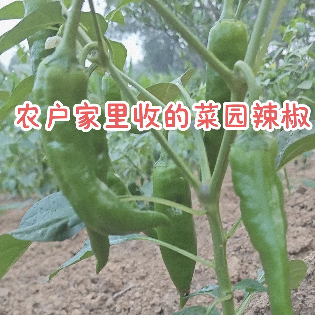 湖北一家一户收来的菜园辣椒