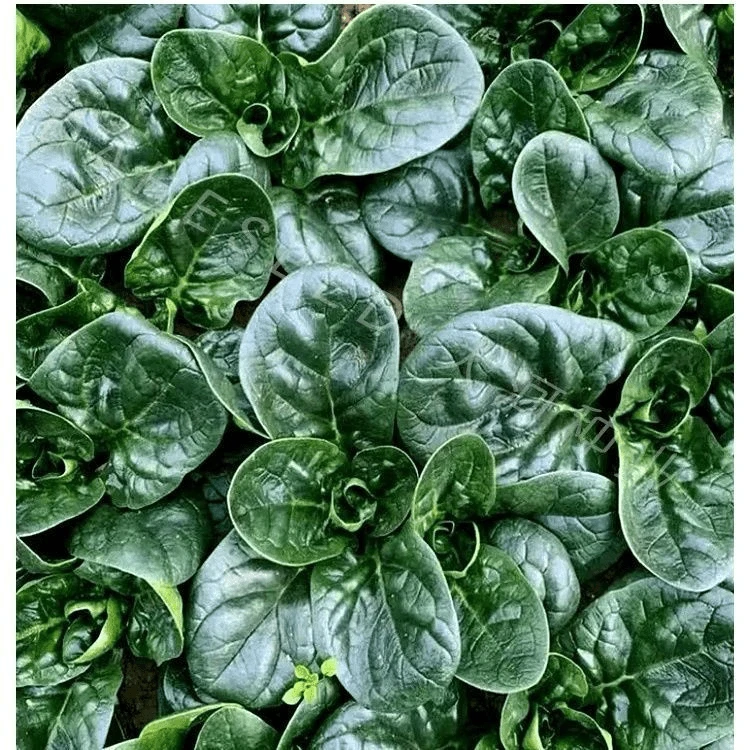 趴地菠菜种子黑园叶菠菜种籽生长速度快耐寒越冬蔬菜种子大全
