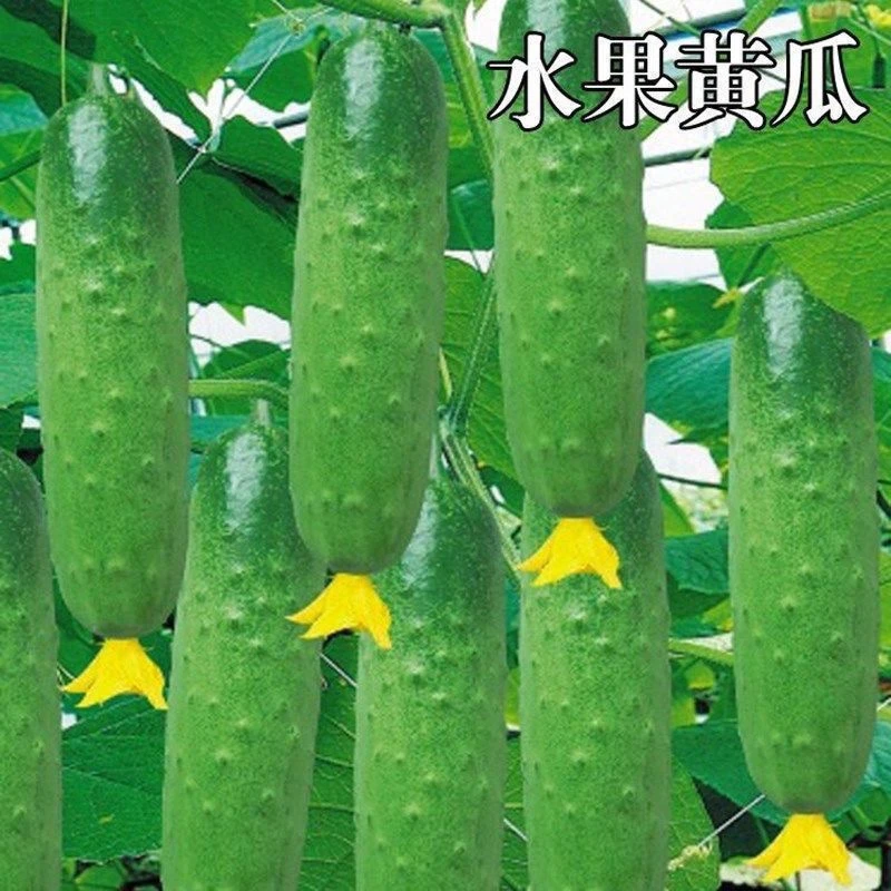 甜脆水果黄瓜种子摘不败节节瓜地栽阳台盆栽春秋播种蔬菜种子
