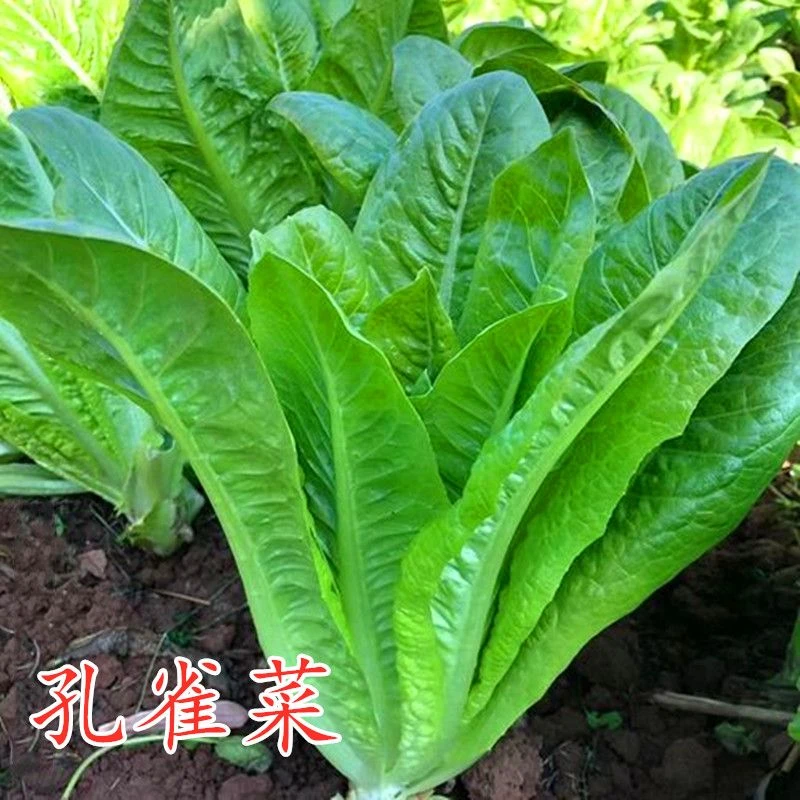 孔雀菜种子生菜种孑四季生菜籽阳台盆栽罗马生菜种子蔬菜种子