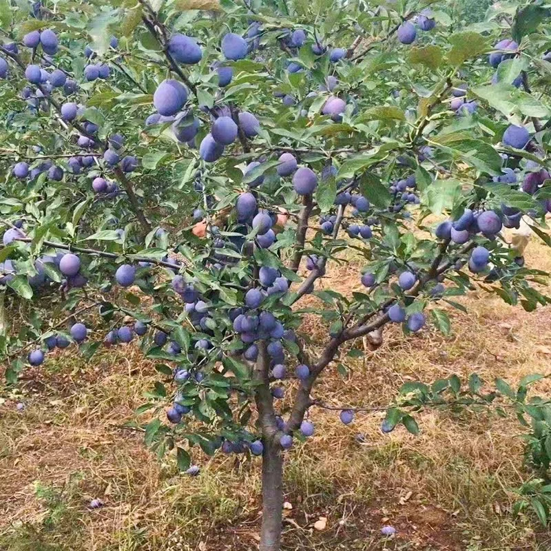 特大西梅树树苗西梅苗嫁接蜂糖李子苗庭院种植当年结果西梅树苗