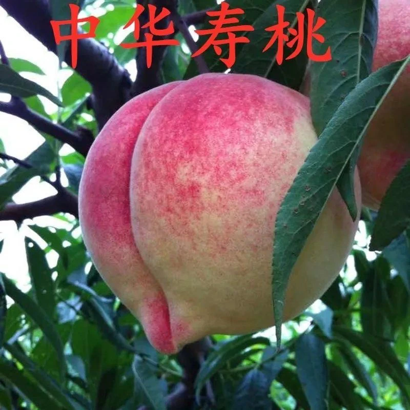 晚熟雪桃苗中华寿桃树苗嫁接苗中华圣桃果苗南方北方种植当年结果