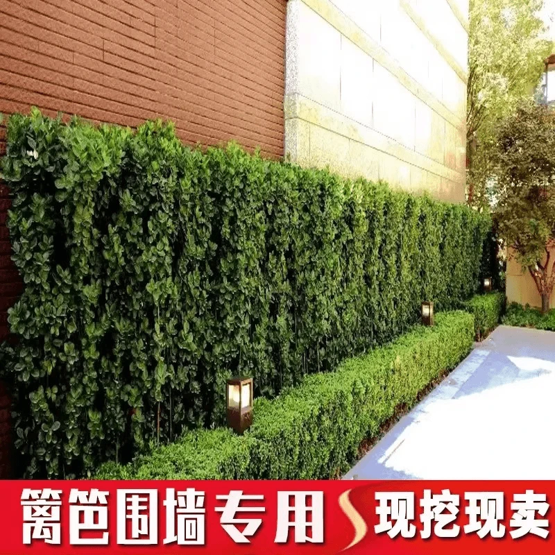 护栏围墙篱笆植物大叶北海道黄杨苗冬青树苗四季常青耐寒庭院绿篱