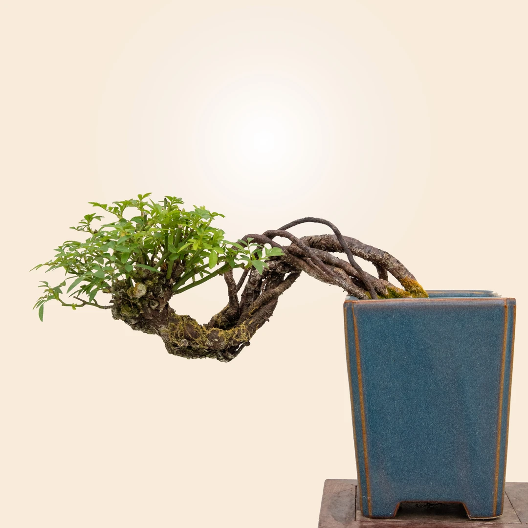 【江屿南】冰裂纹提根月季造型盆景茶台植物阳台桌面四季花开盆栽