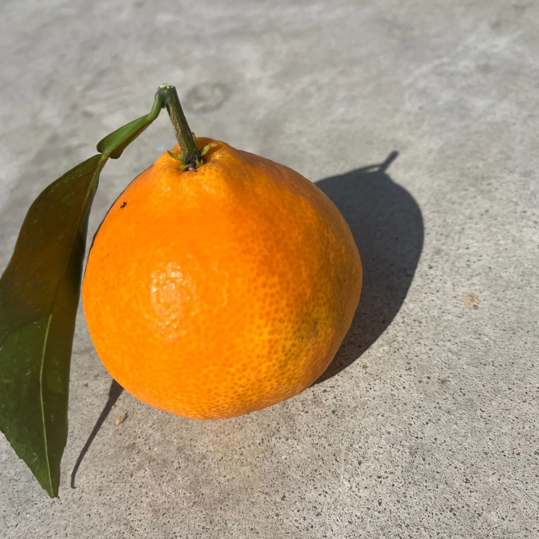 瑕疵果 口感不影响