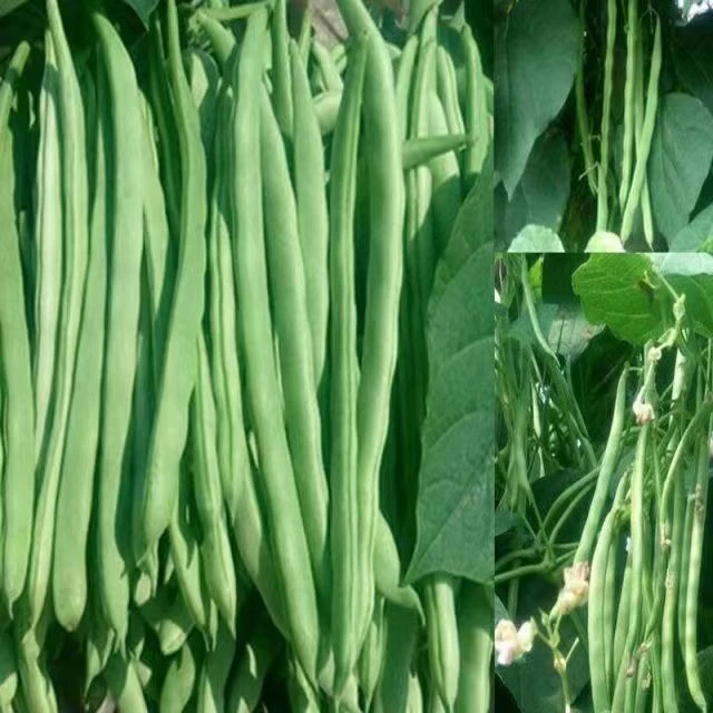 3斤豆角【云南新鲜四季豆】新鲜采摘四季豆小金豆无筋豆新鲜蔬菜