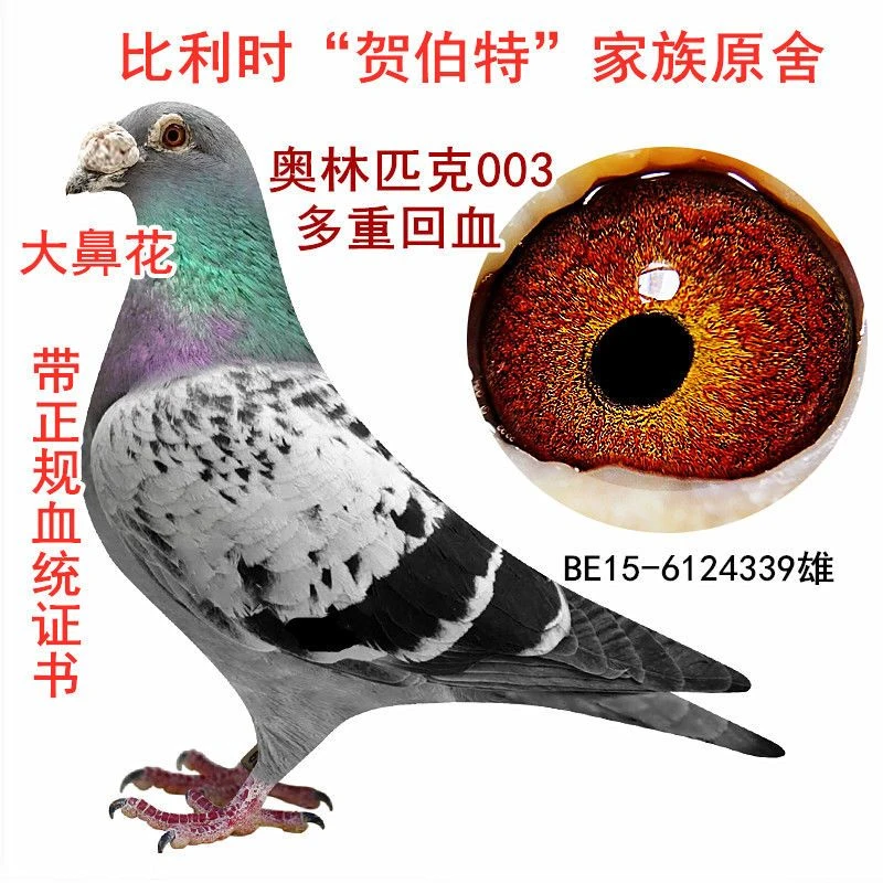 成绩鸽种鸽血统鸽信鸽原环种鸽大鼻子鸽名家大户千公里成绩鸽包邮