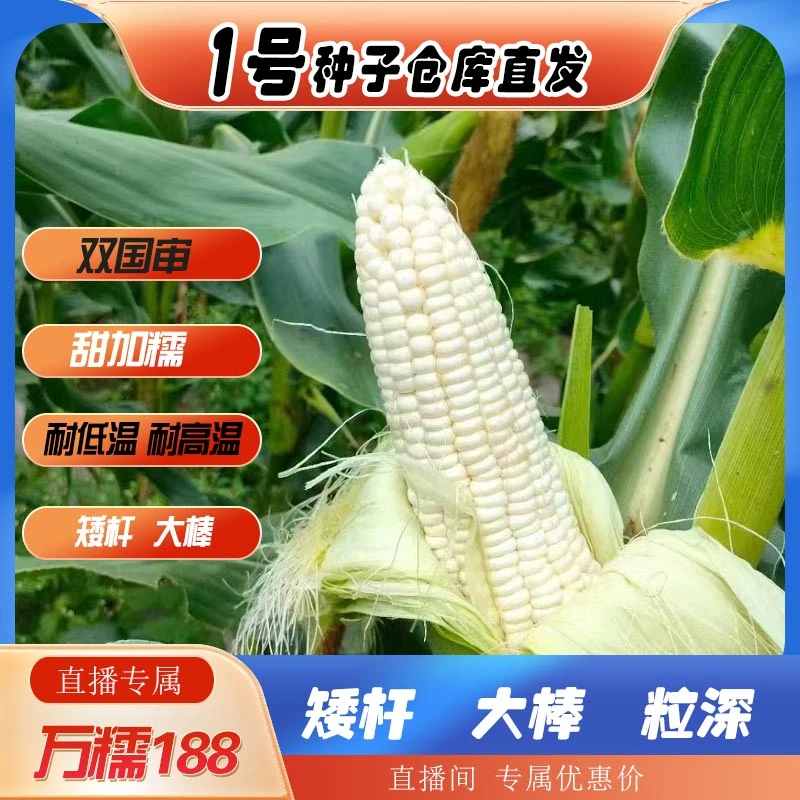 糯玉米棒子一斤多甜加糯188矮杆大棒种子甜糯特大棒