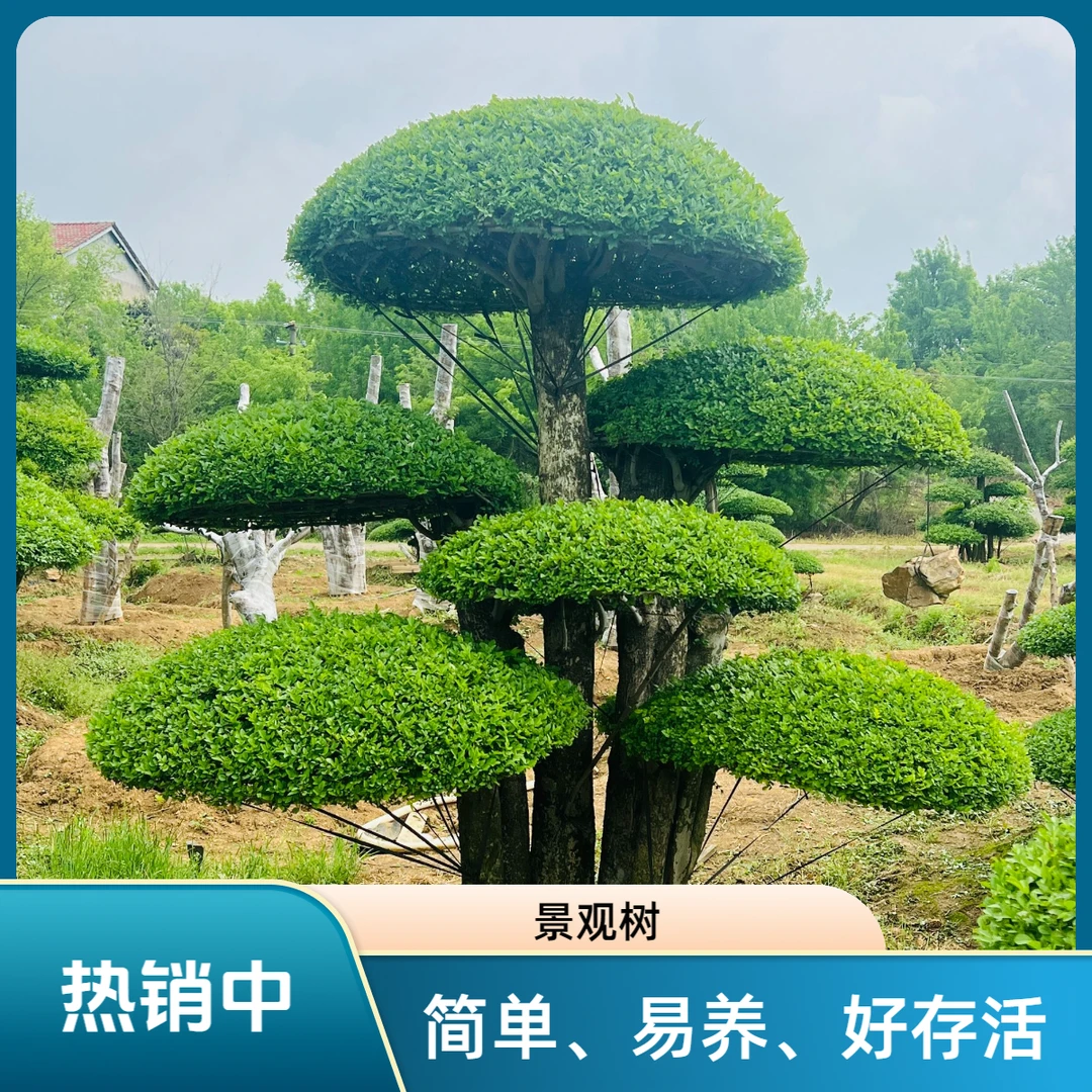 【精品对节白蜡】抗旱耐热南北方载种适应性强高端景观树直播定金