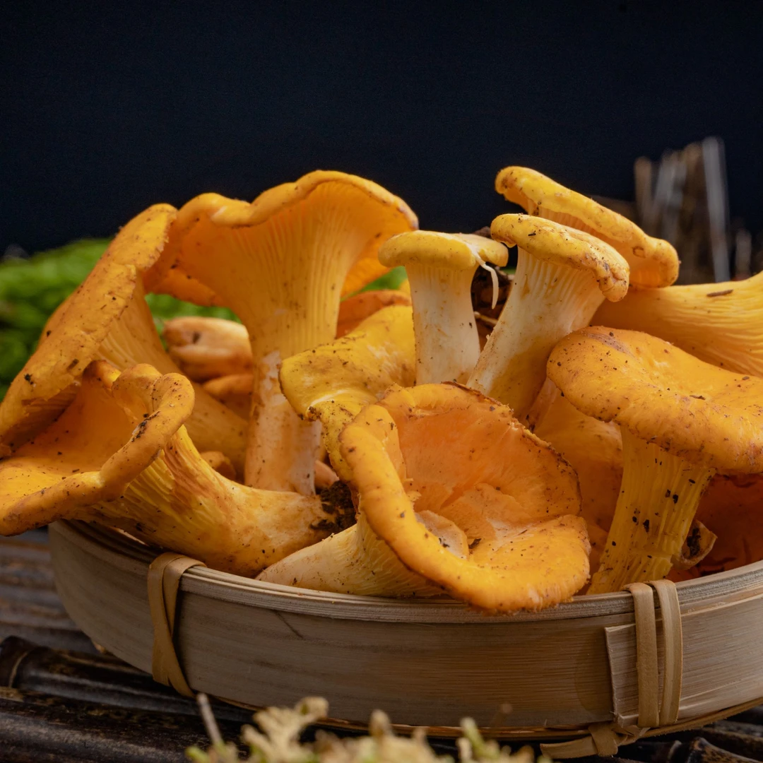 云南新鲜野生菌鸡油菌500g-1000g