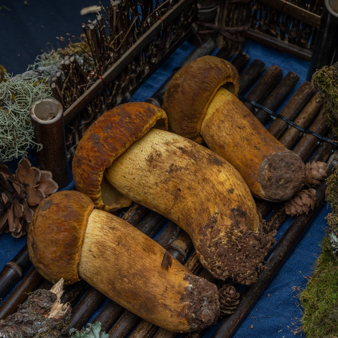 云南新鲜野生菌黄牛肝（黄赖头）500-1000g