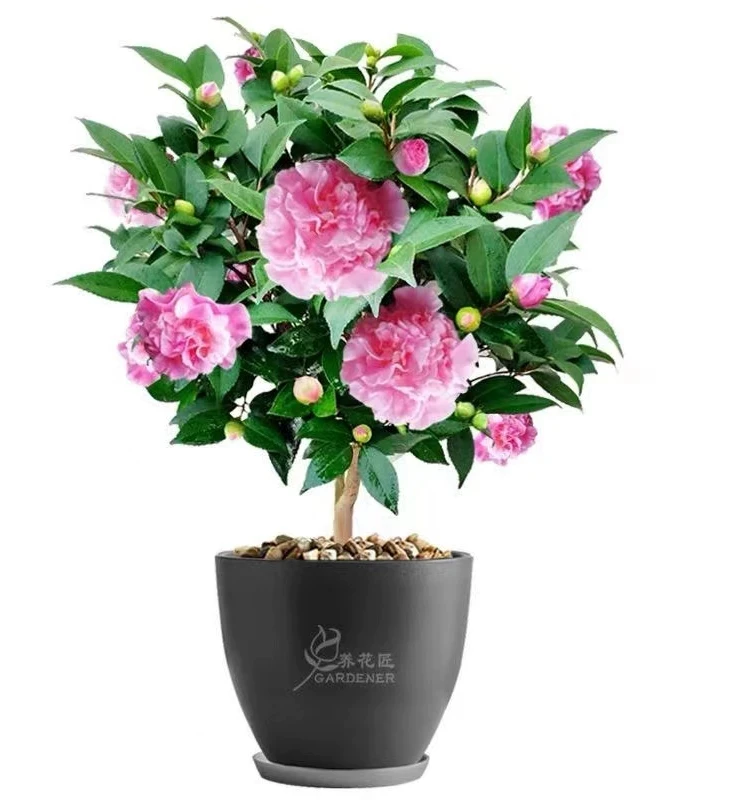 8年精品香妃大苗山茶花