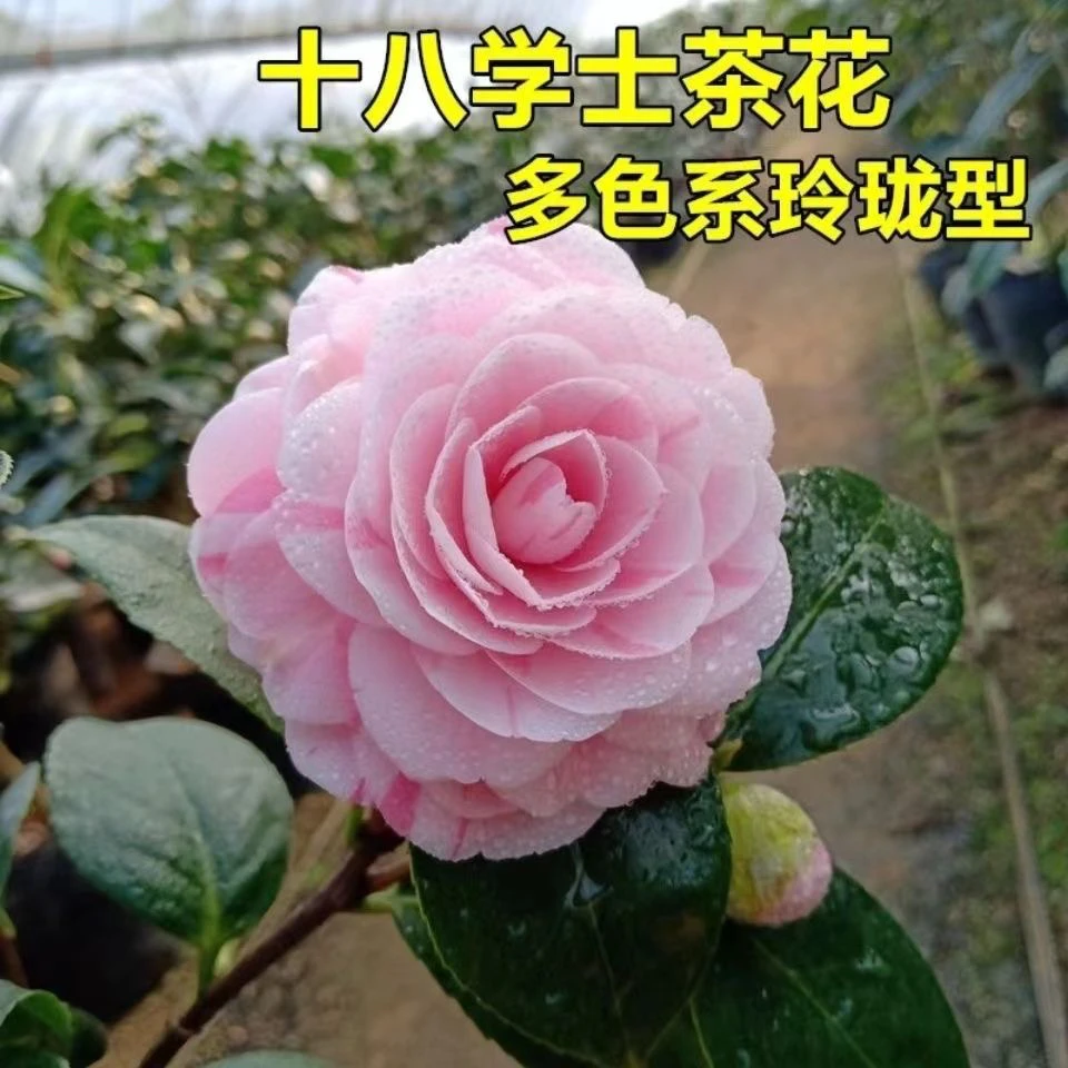 品种山茶花，十八学士