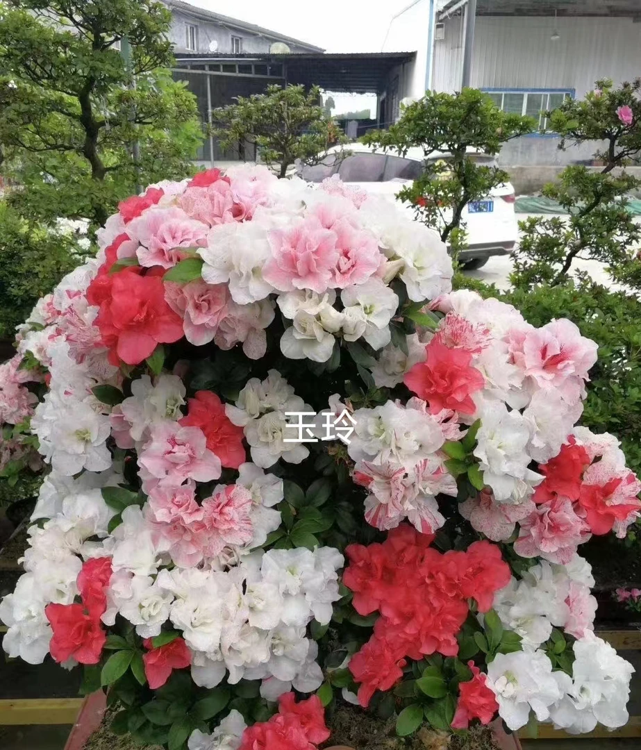 皋月杜鹃玉玲，室内外的小盆栽耐寒耐热好养易活