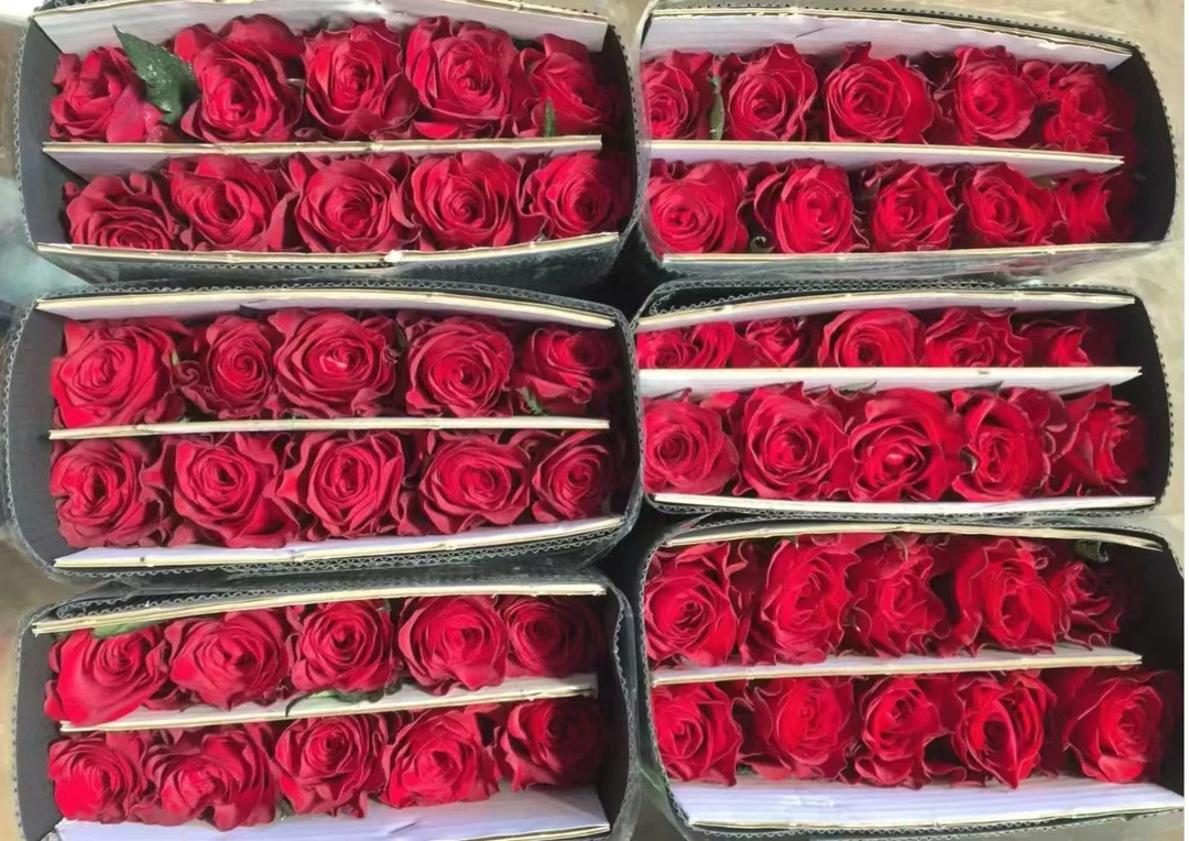 60枝高原红玫瑰云南基地直发【福利价】冷链发货