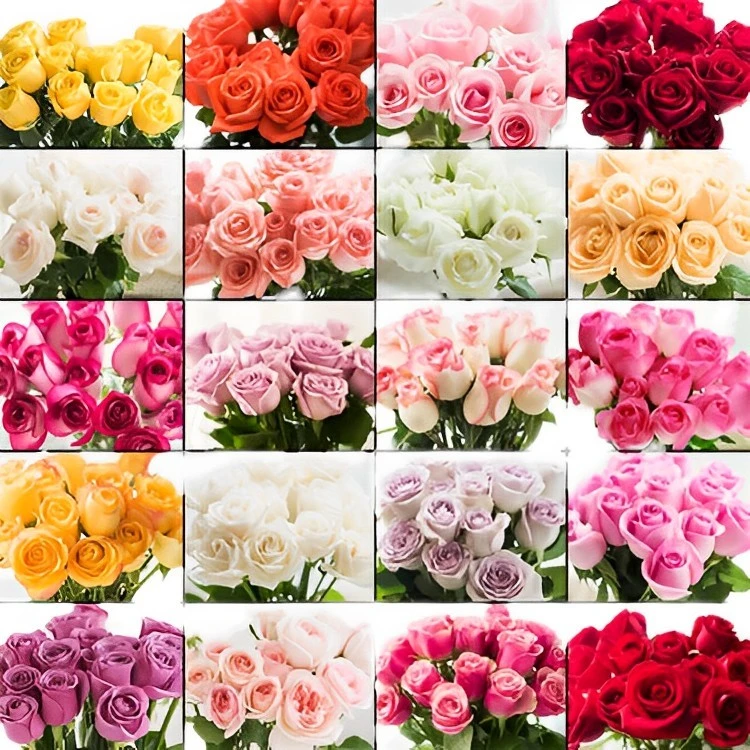 【B521】玫瑰组合，百分之二十不售后.配草不分颜色
