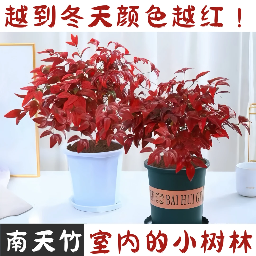 基地直发进口品种南天竹客厅绿化抗寒耐高温可水培土培小盆景植物
