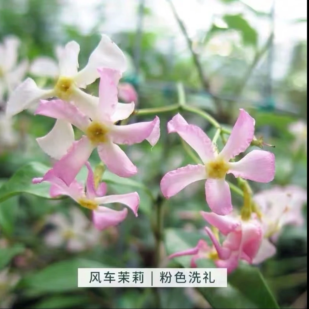 基地直发花园拱门风车茉莉爬藤爆花皮实好养耐寒浓香四季常绿