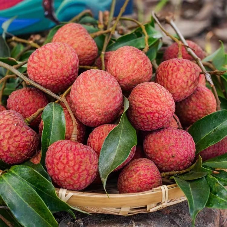 【新融品质】妃子笑荔枝 头茬尝鲜款 肉质Q弹细腻入口丝滑4斤装净重2.8斤海南省