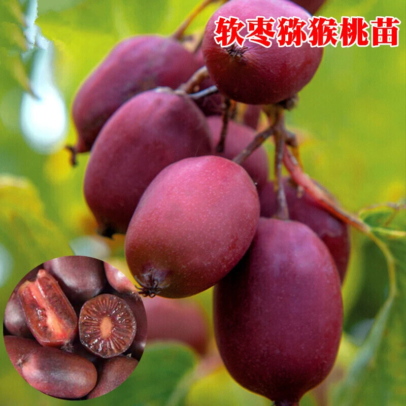 红心软枣猕猴桃苗树果苗自花授粉地栽盆栽四季南北方种植当年结果