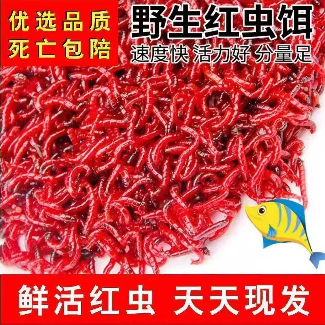 鲜活红虫公虫活虫活饵鲫鱼野钓饵料喂鱼钓鱼黑坑鱼饵红虫子便宜