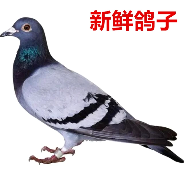 农家抛养散养鸽子鸽肉二只800g左右