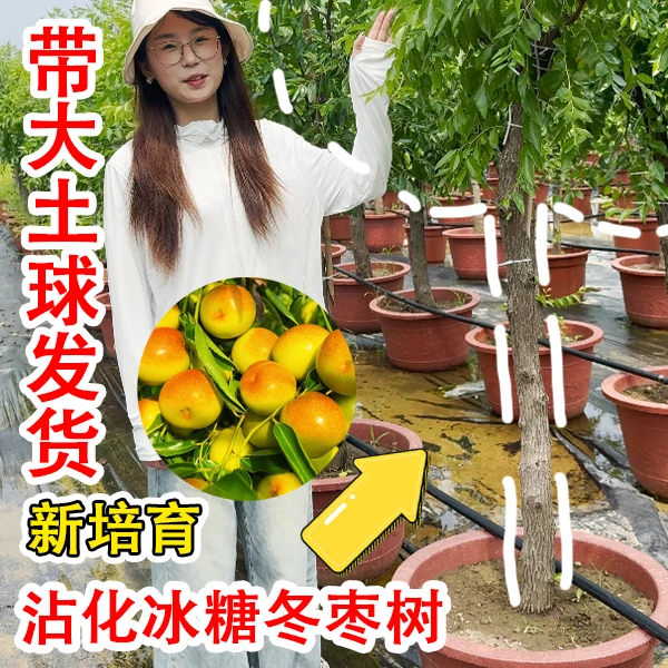 【新培育 成活率髙】三代沾化/冰糖冬枣 南北可种盆栽地栽均可