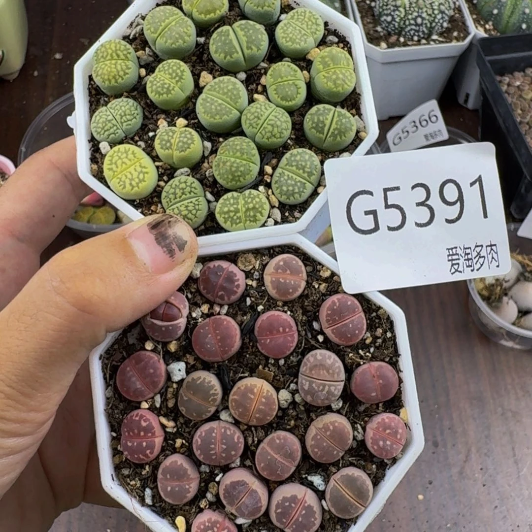 5391--生石花 肉锥