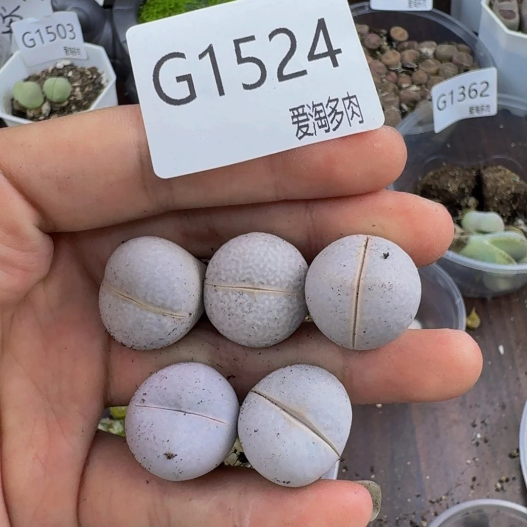 1524--生石花 肉锥