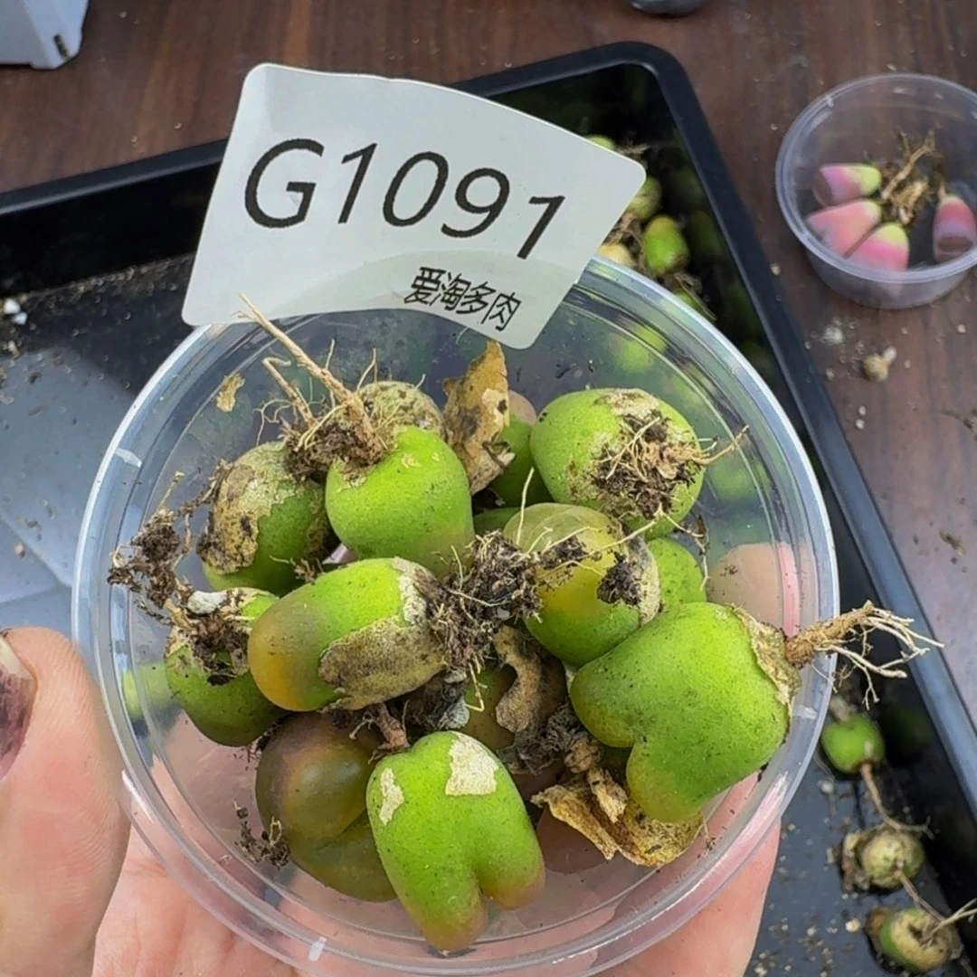 1091--生石花 肉锥