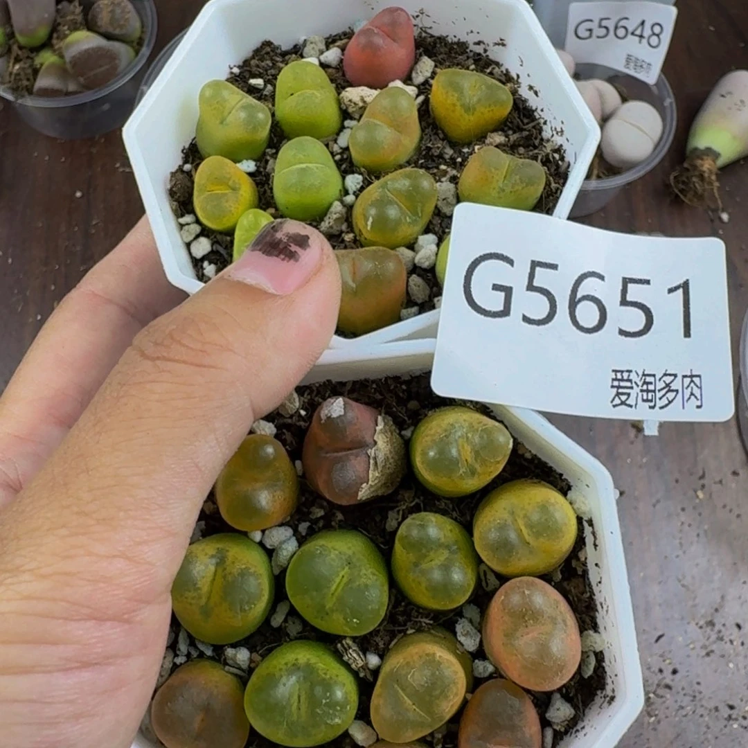 5651--生石花 肉锥
