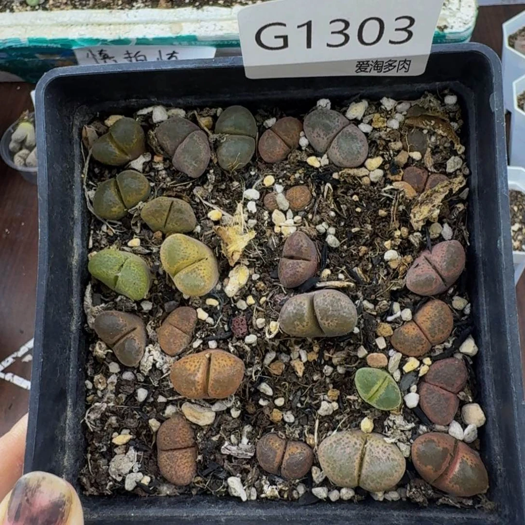 1303--生石花 肉锥