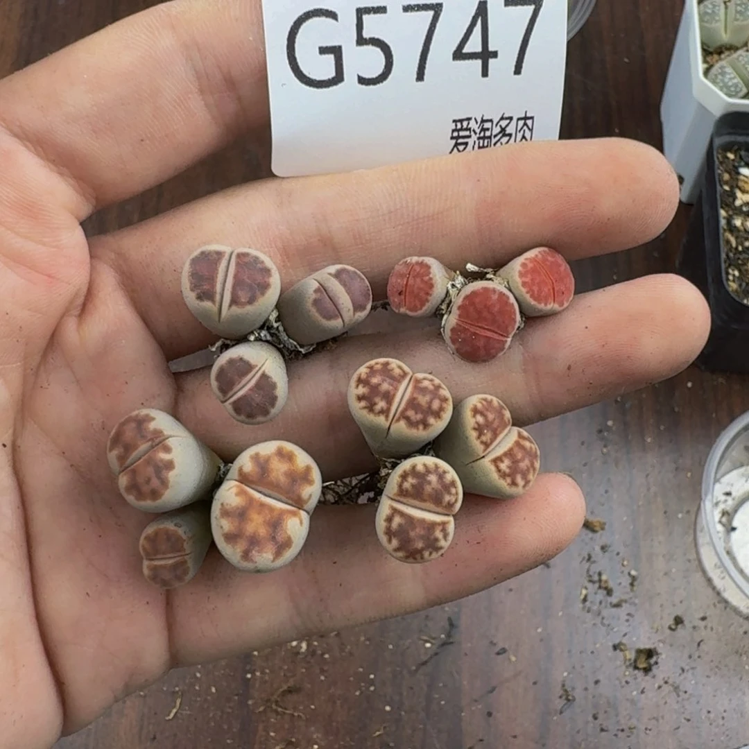 5747--生石花 肉锥