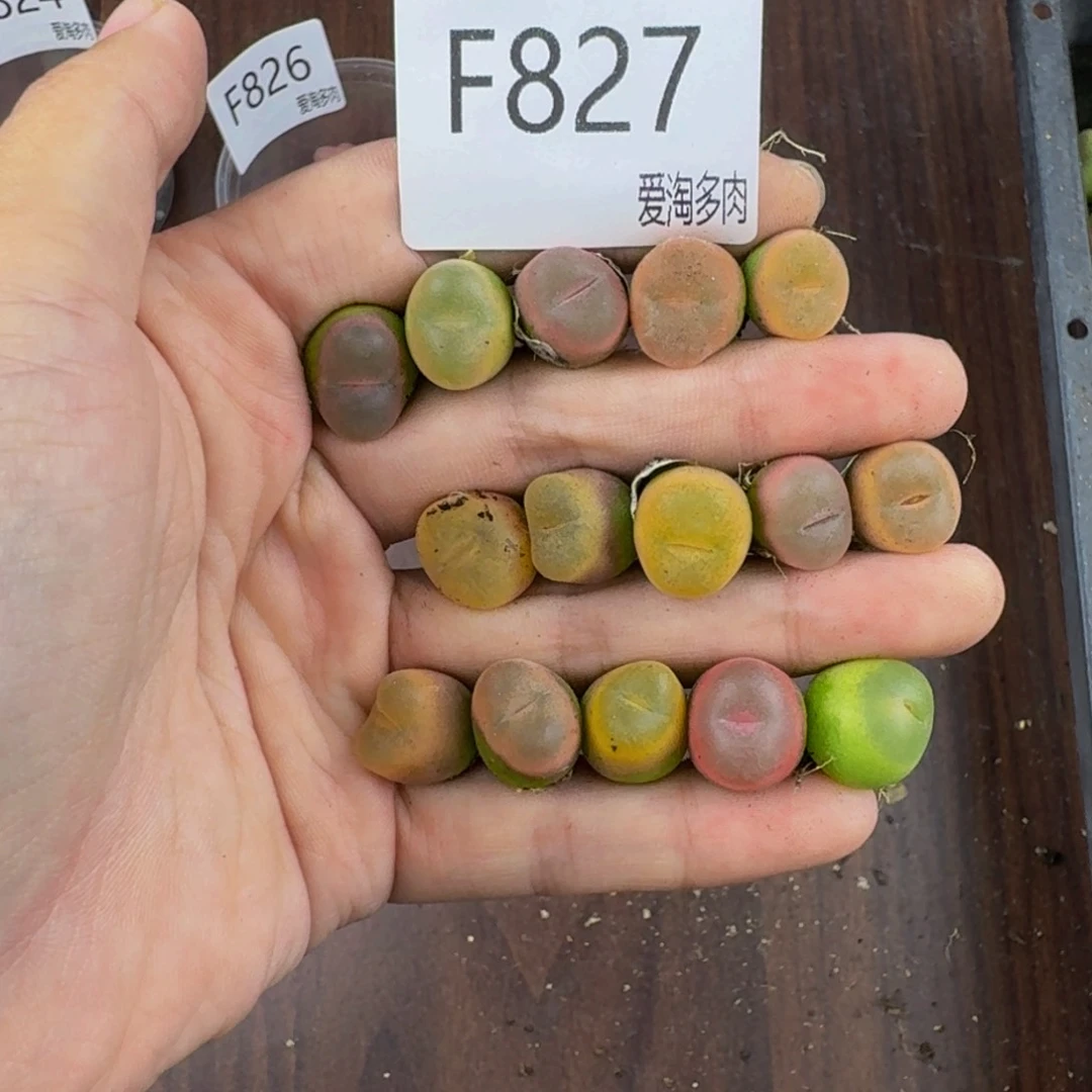 827--生石花 肉锥