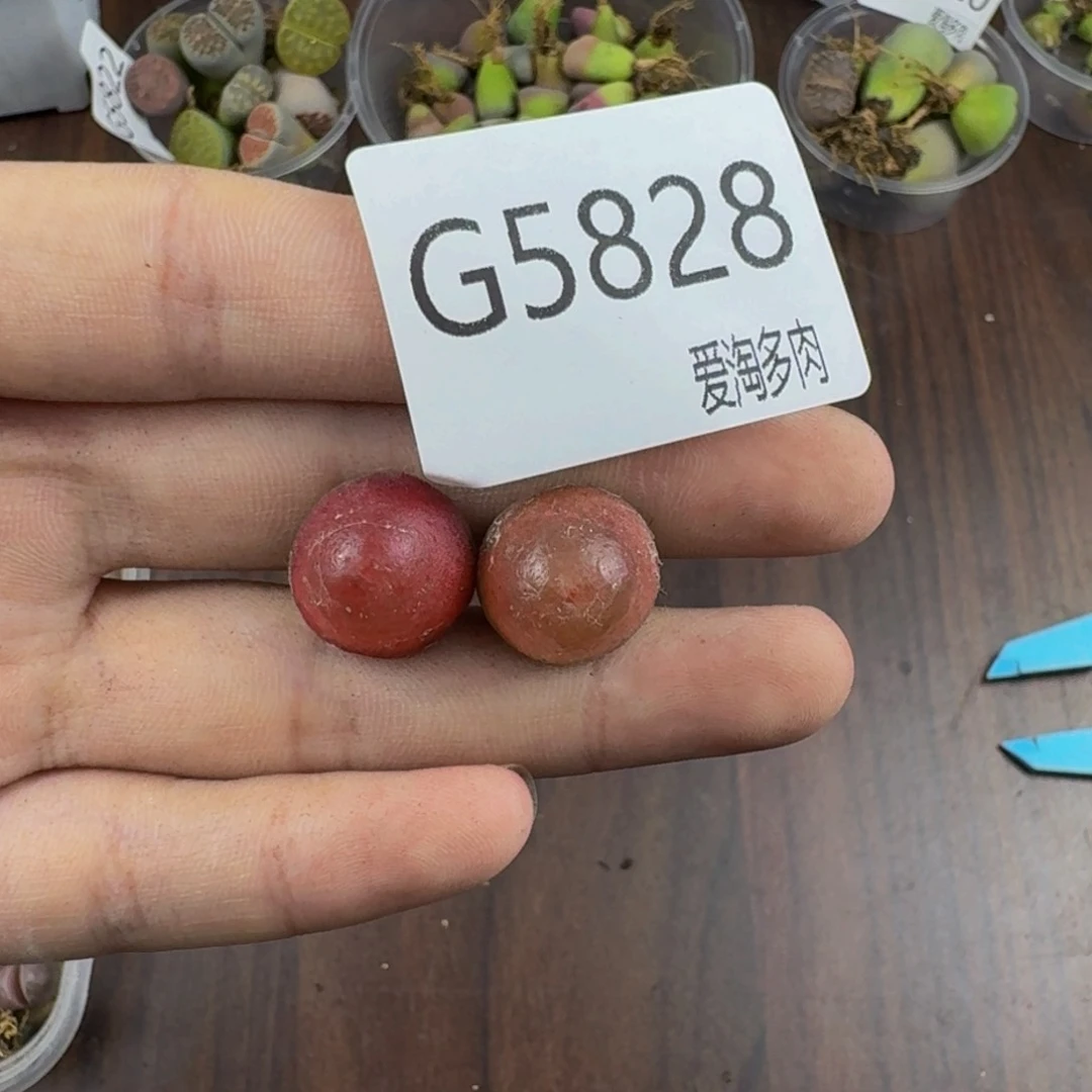 5828--生石花 肉锥