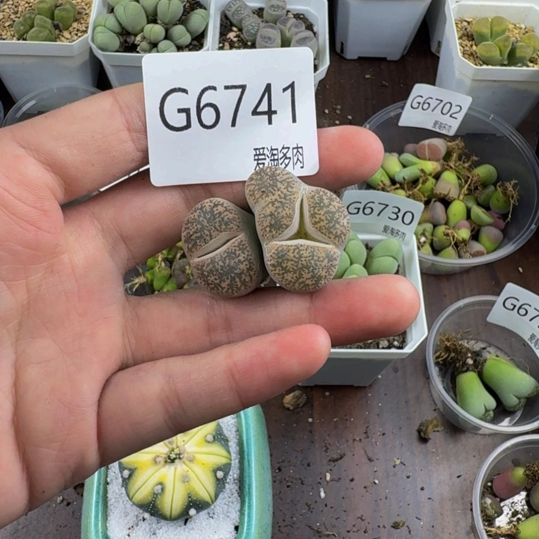 6741--生石花 肉锥