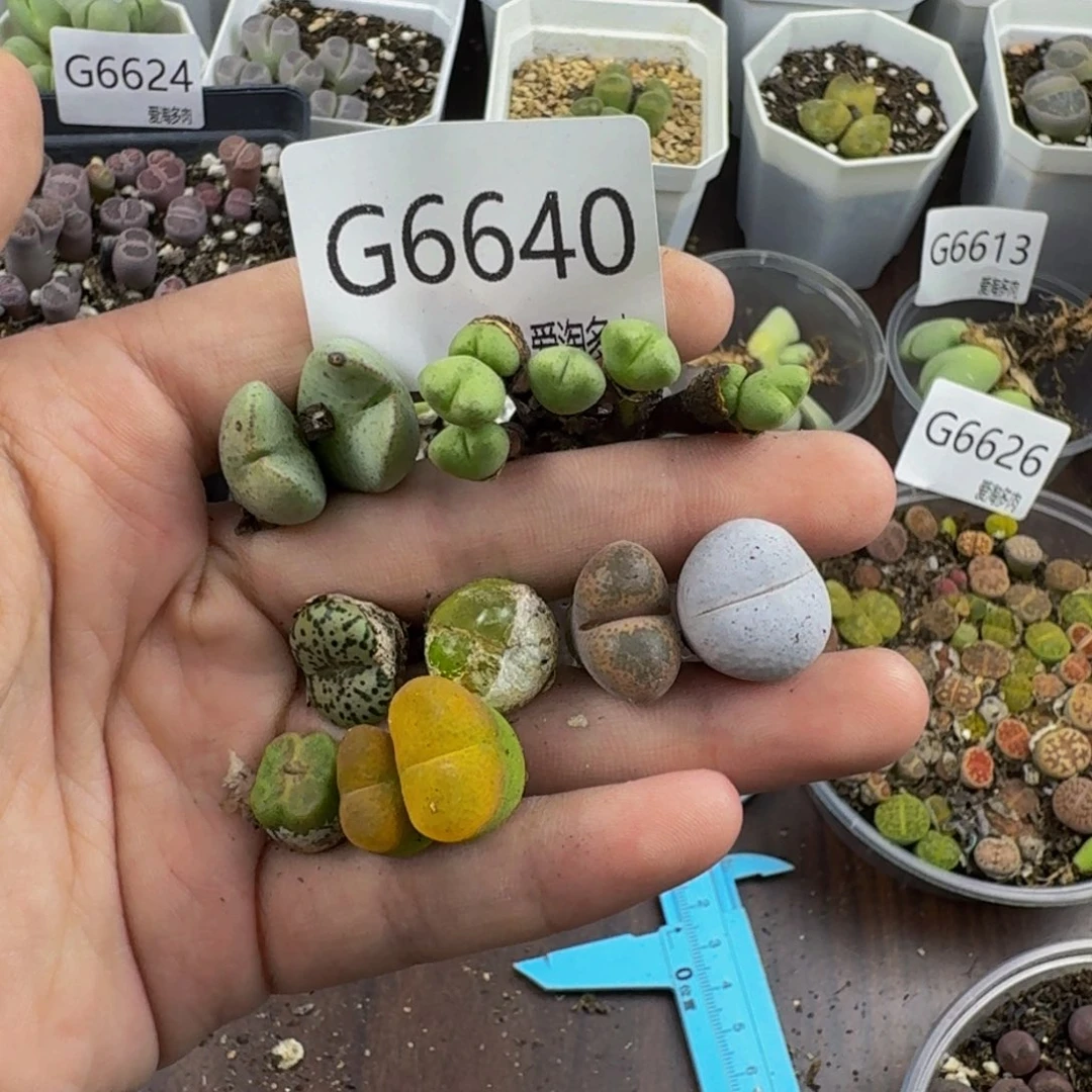 6640--生石花 肉锥