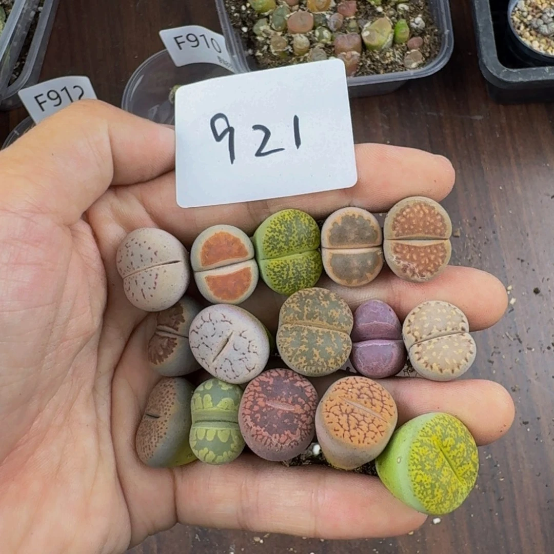 921--生石花 肉锥