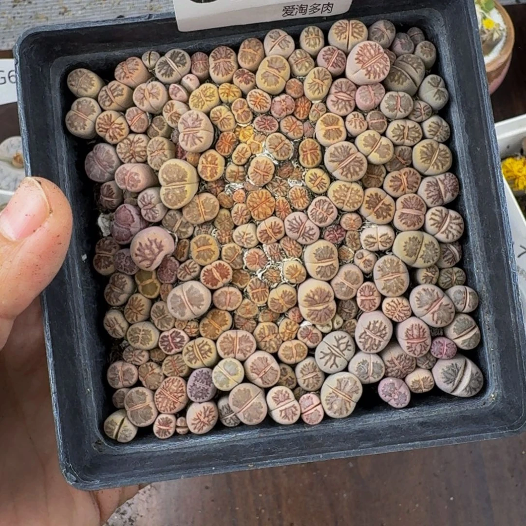 八**酱6177--生石花 肉锥