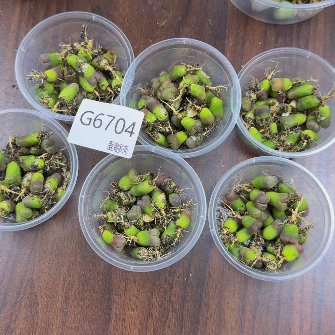 6704-量拍混合风铃随机一盒