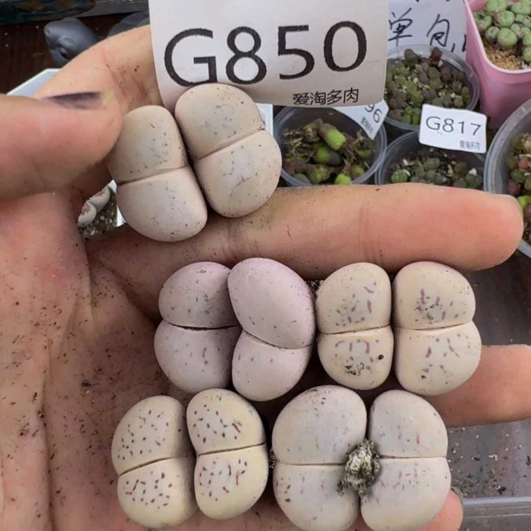850--生石花 肉锥