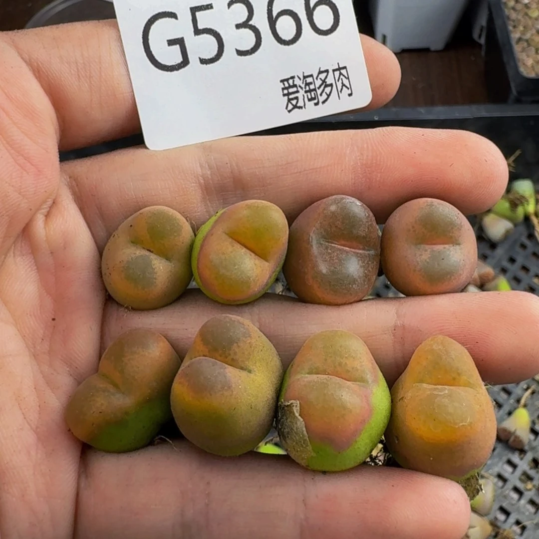 5366--生石花 肉锥