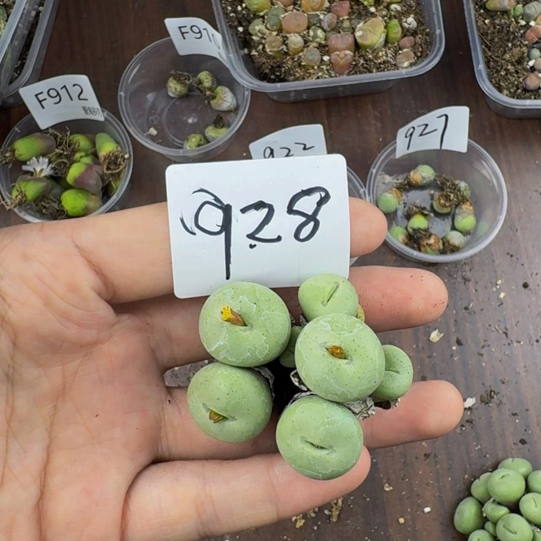 928--生石花 肉锥