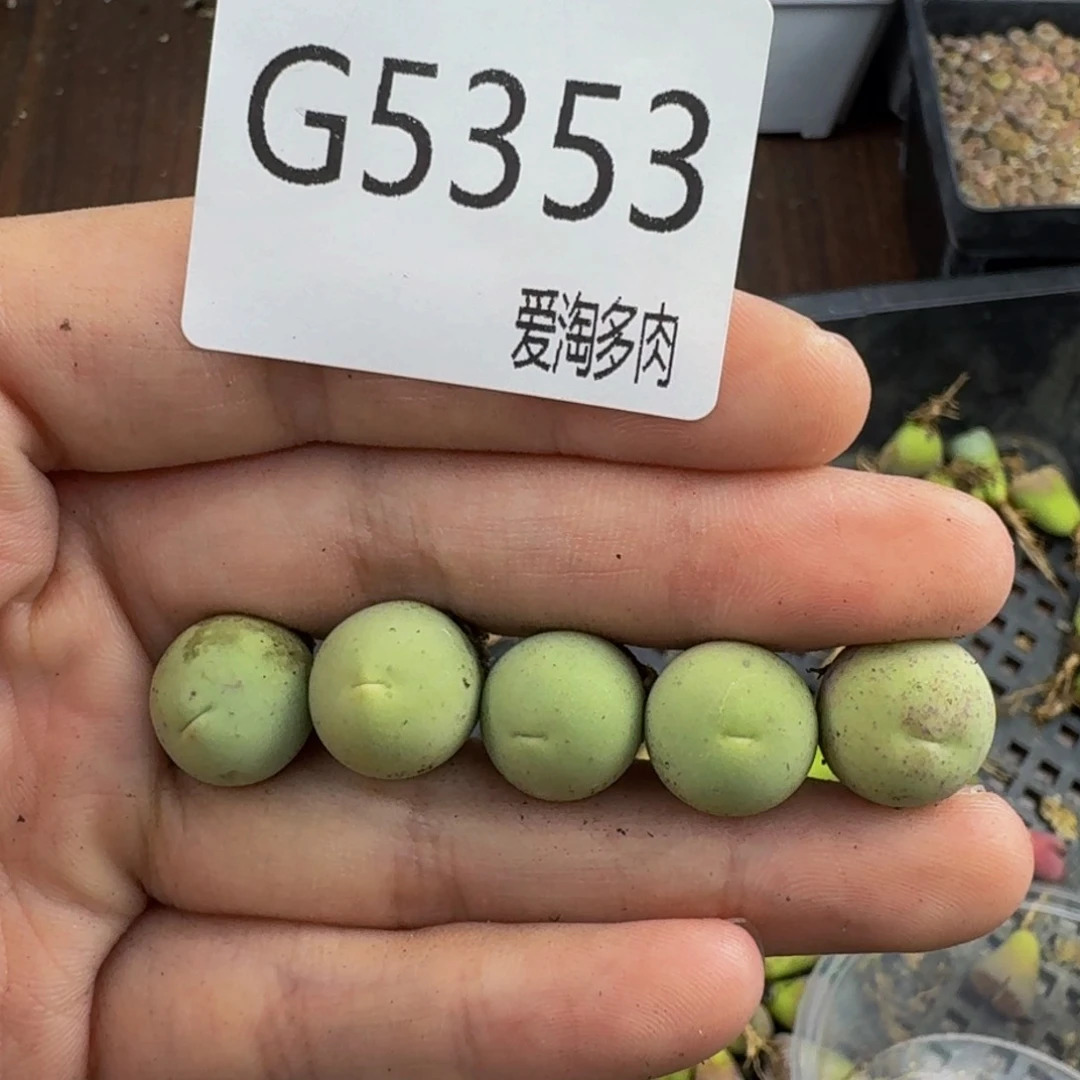 5353--_生石花 肉锥