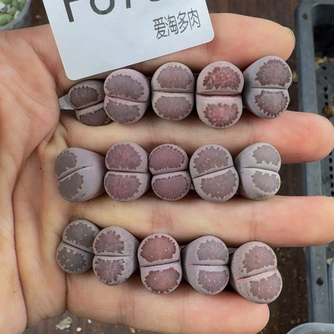 873--生石花 肉锥