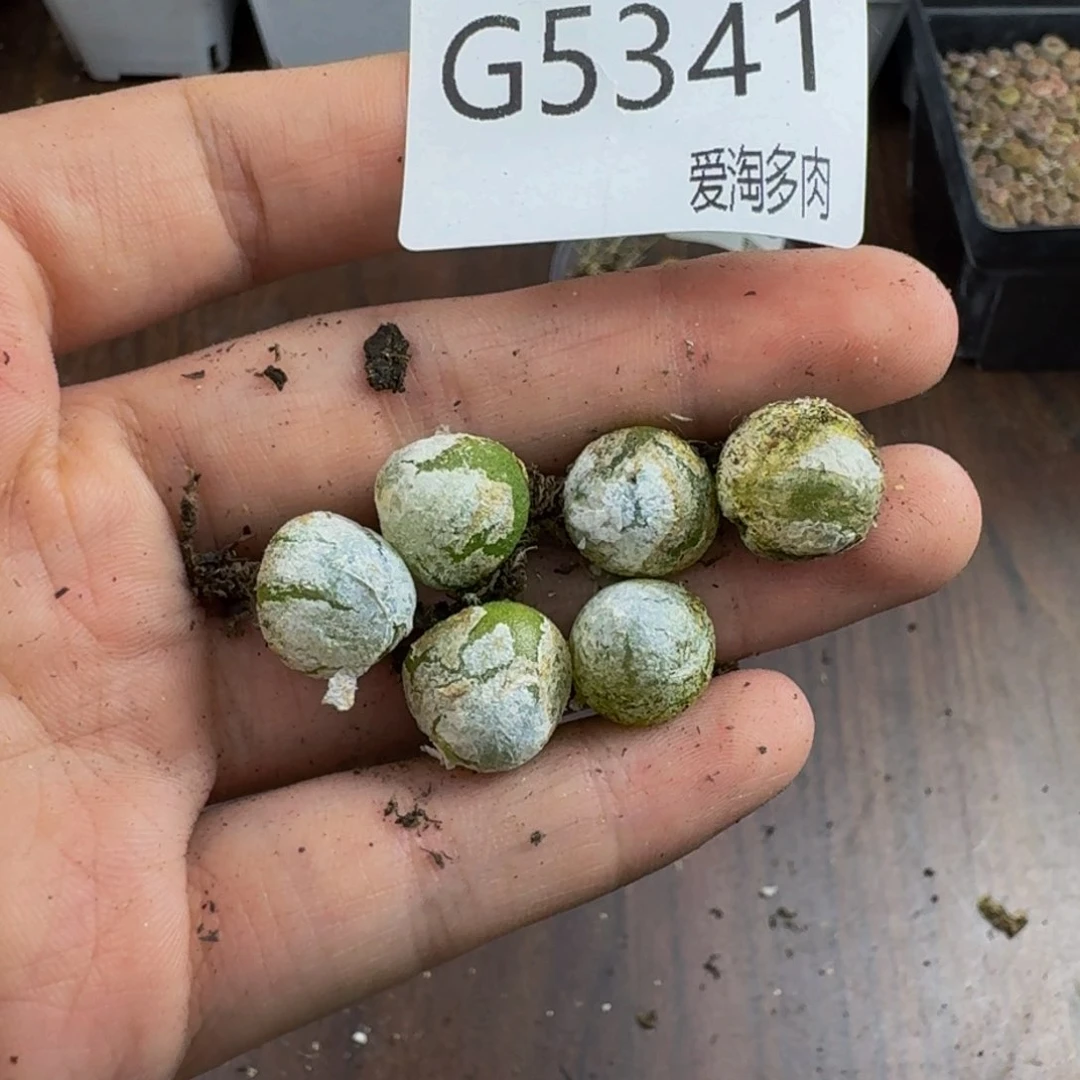 5341--_生石花 肉锥